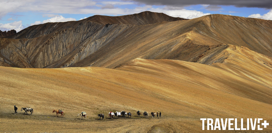 Những đàn gia súc được trên đường di chuyển tránh mùa đông