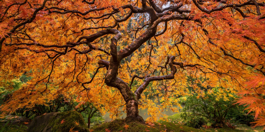 “The Veins of a Tree” - Những mạch máu của cây, được chụp bởi Tim Shield