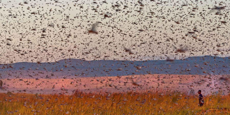 Mauritania-desert-locusts-drones