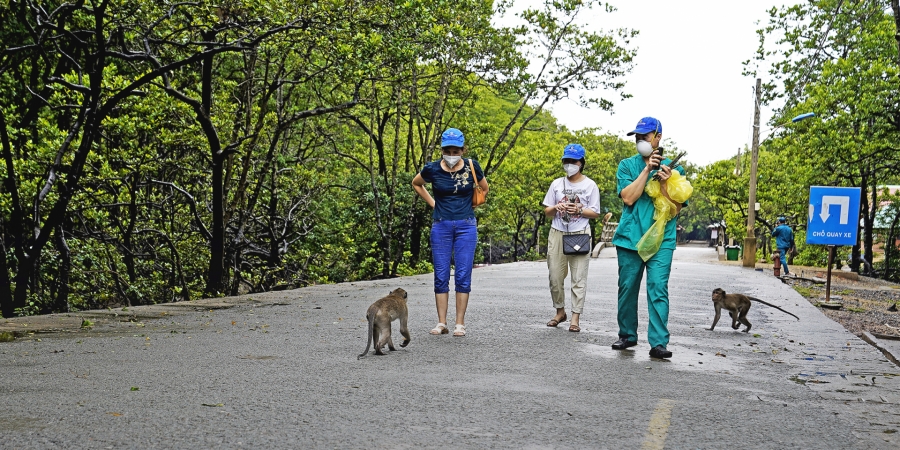 Những chú khỉ tinh nghịch ở đảo khỉ Cần Giờ