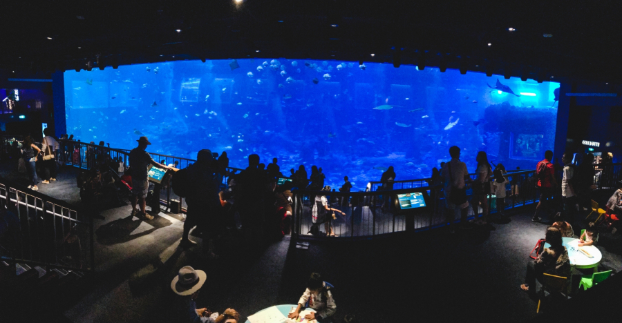 Chiếc bể khổng lồ là địa điểm đuợc yêu thích nhất tại S.E.A. Aquarium.