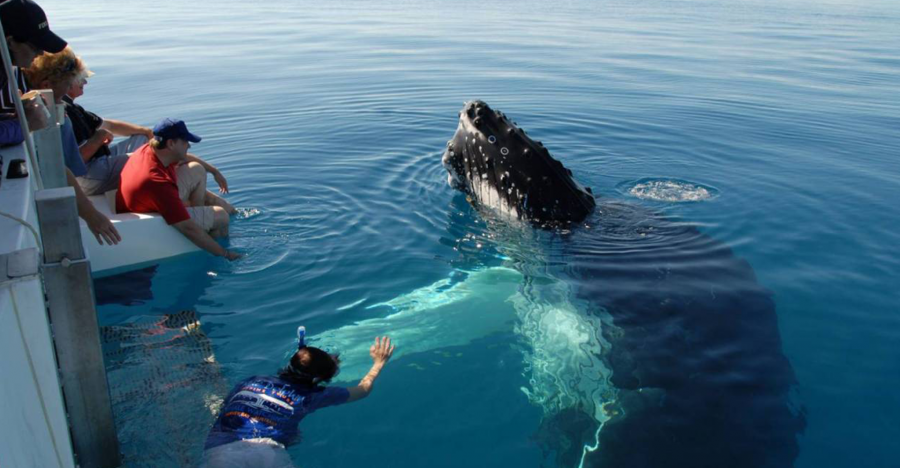 Cá voi xanh vùng vịnh Sri Lanka