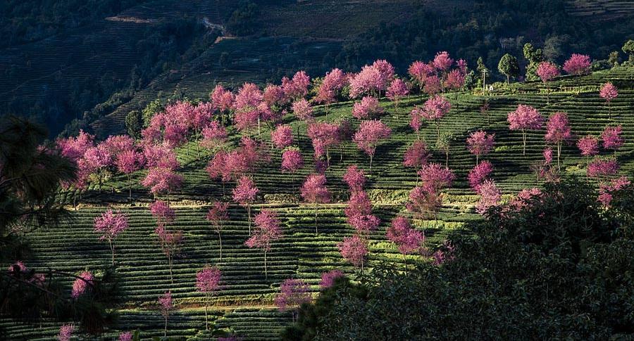 Khi những vùng đất khác của Trung Quốc đang chìm trong sắc màu ảm đạm của tiết trời mùa đông, thì vùng núi Wuliang của tỉnh Vân Nam lại là thời điểm những vườn đào bung sắc.