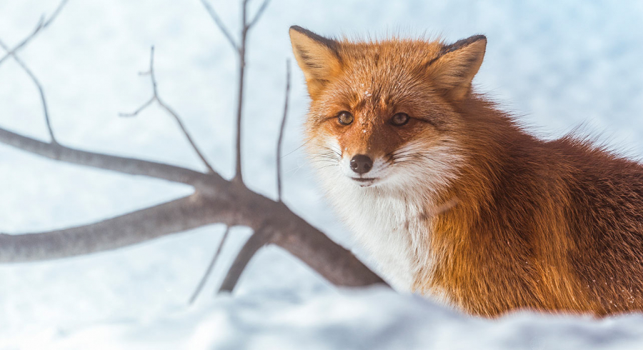 8-slide-red-fox-japan-winter-pano