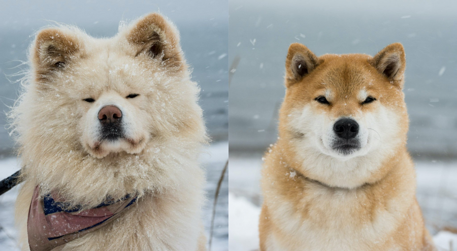 Chú chó Wasao có bộ lông xù trắng mướt, đôi mắt hí khác hẳn các bạn của mình nên Wasao còn được biết đến với tên gọi busa kawaii nghĩa là một sự xấu xí dễ thương