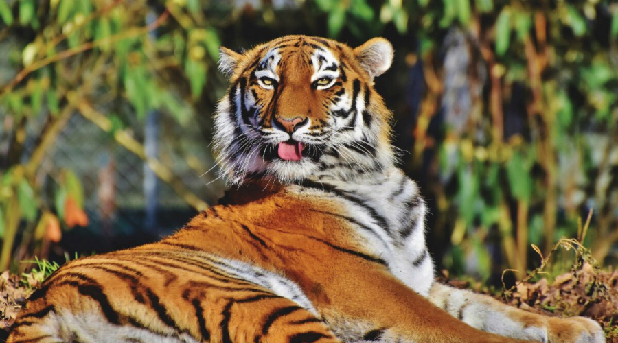 Theo Hiệp hội bảo tồn Động vật hoang dã Mỹ (WCS) - cơ quan quản lý sở thú, hổ Nadia được cho sẽ bình phục sau khi mắc Covid-19