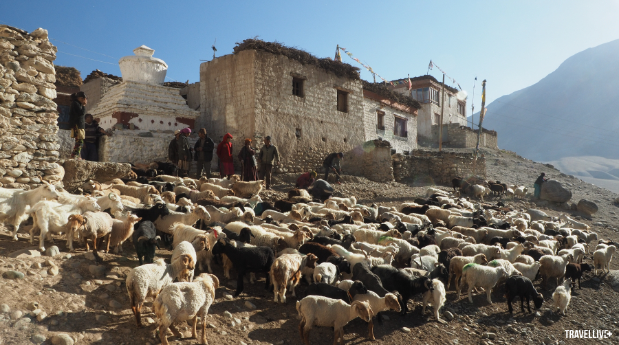 Những đàn cừu thong dong, nét đặc trưng của lối sống du mục
