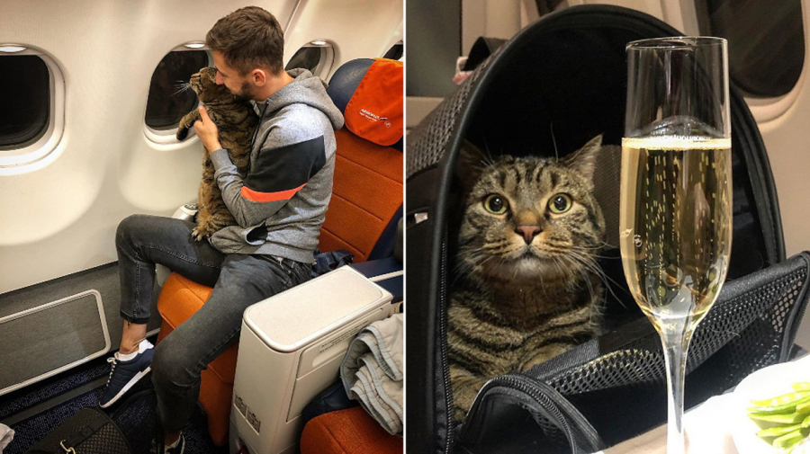 Mikhail Galin và con mèo béo của mình trên chuyến bay