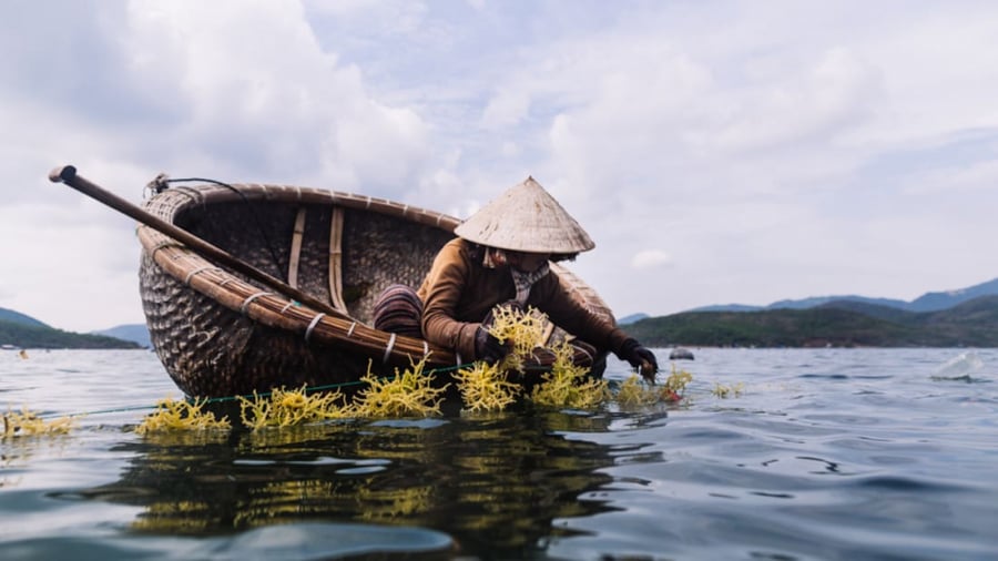 Thuyền thúng Việt Nam xuất hiện rất nhiều ở vùng biển quanh Hội An và Đà Nẵng