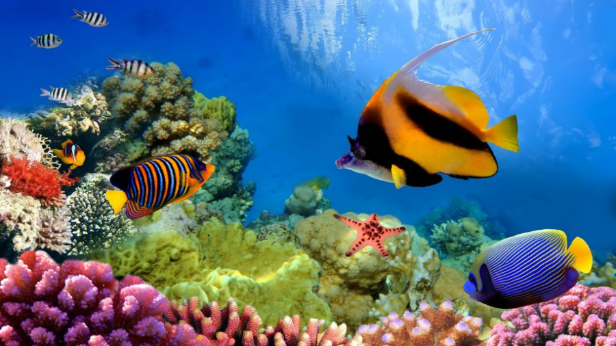 Quần đảo Raja Ampat là nơi cất giấu nguồn sinh biển đa dạng của thế giới