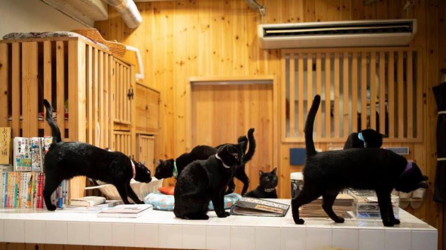 nekobiyaka-la-cafeteria-japonesa-dedicada-exclusivamente-a-los-gatos-negros