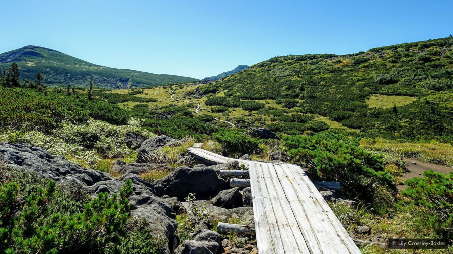 Ván gỗ bảo vệ hệ thực vật núi cao và tạo lối đi dễ dàng cho người đi bộ
