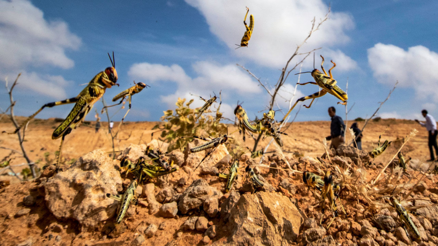 Ít nhất 700 ha hoa màu đã bị phá hủy, đe dọa nặng nề an ninh lương thực tại Ethiopia, Somalia và Kenya