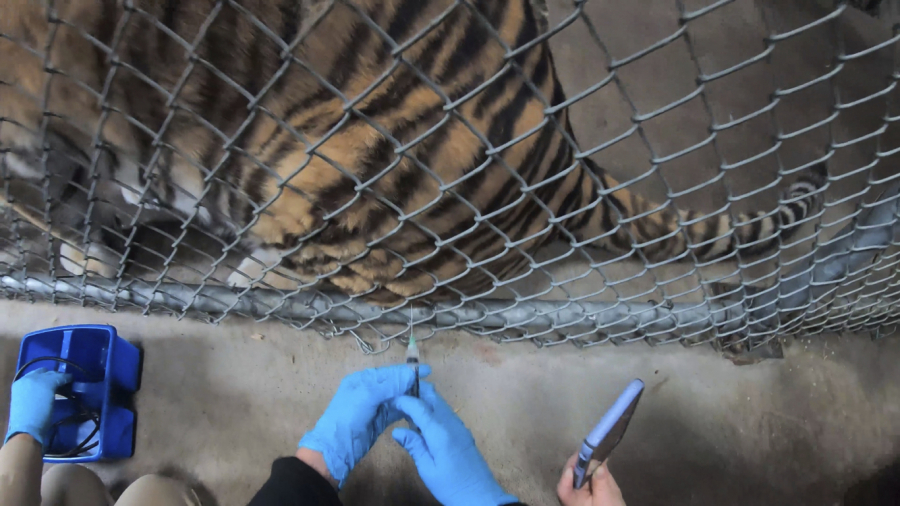 Vườn thú Oakland tiêm vaccine cho hổ vào tháng 7 vừa qua.
