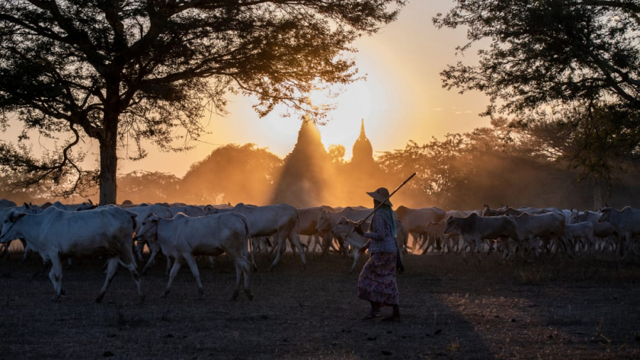 Bagan, Myanmar: Một người chăn cừu dẫn bầy cừu của mình về nhà khi mặt trời đang lặn sau dãy núi ở Bagan, vùng Mandalay, Myanmar - một trong những địa điểm khảo cổ vĩ đại nhất thế giới. (Shwe Paw Mya Tin)