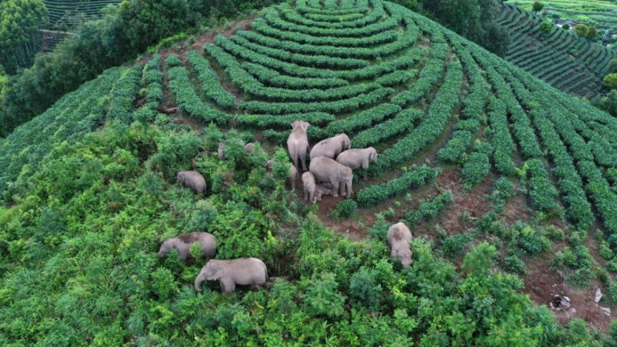 Đàn voi lang thang tụ tập trên một ngọn đồi ở tỉnh Vân Nam - Ảnh: Getty Images