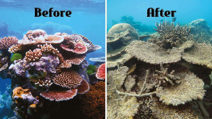 Các hoá chất trong kem chống nắng có thể khiến san hô bị tẩy trắng nhanh chóng - Ảnh: Financial Times