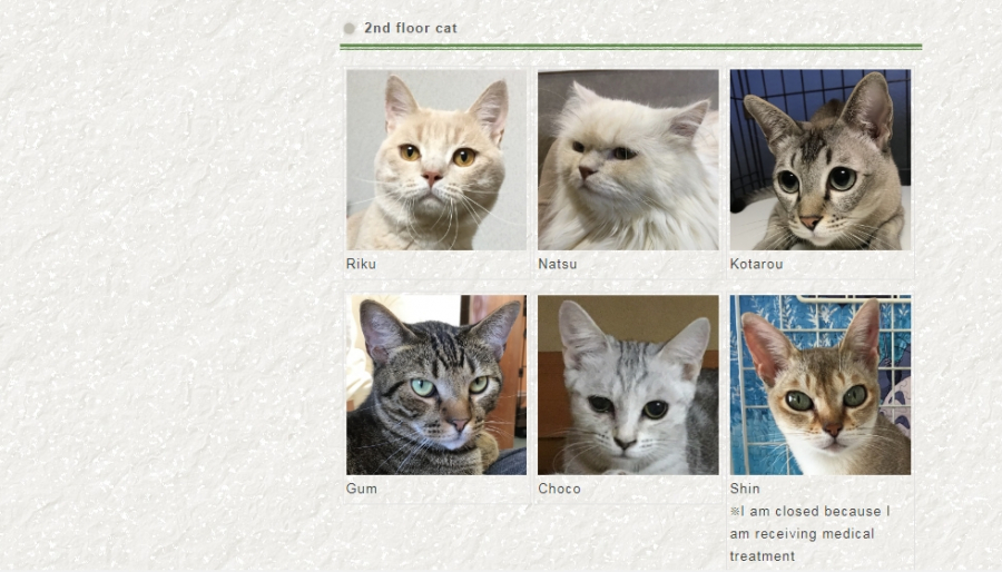 Khách có thể lựa chọn mèo cưng trên website của khách sạn