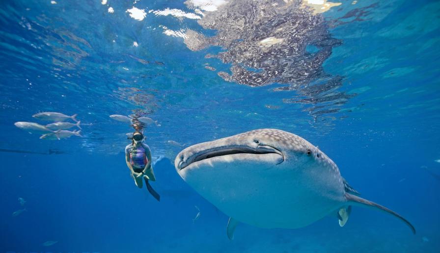 Trung bình mỗi con cá mập voi sẽ có chiều dài từ 10 đến 12m, nặng ít nhất 30 tấn