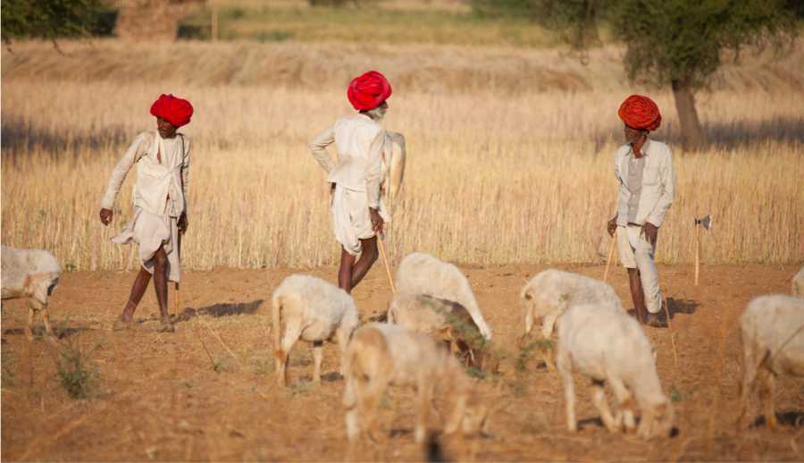 Ba người Raika chăn một bầy dê (Ảnh: David Abram/Culture Trip)