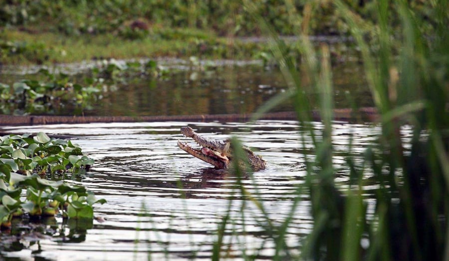 Cá sấu ở khu vực Bàu Sấu 