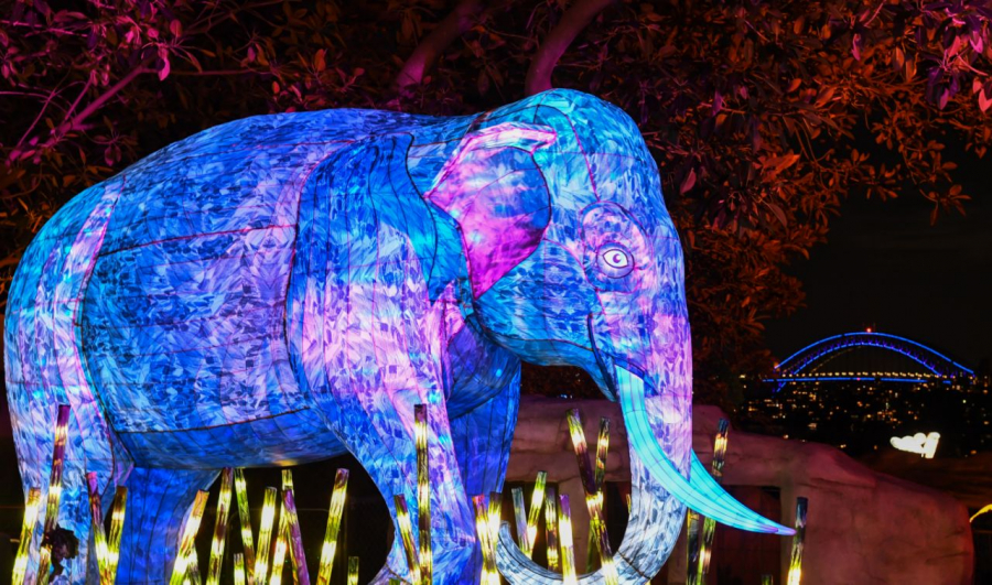 Một tác phẩm điêu khắc đèn lồng voi châu Á được chiếu sáng với Cầu Cảng sáng màu xanh lam ở Vivid Sydney 2019 tại Vườn thú Taronga  