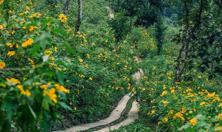 Lối nhỏ dẫn vào vườn hoa dã quỳ gần rừng thông.