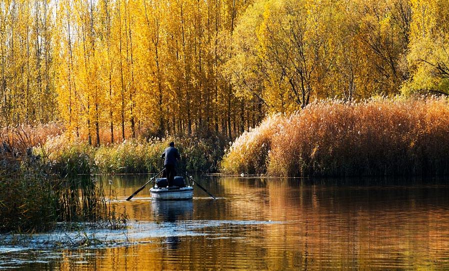 Sắc vàng nổi bật của rừng lau sậy khu hồ Baiyang, tỉnh Hồ Bắc thời điểm sang đông.