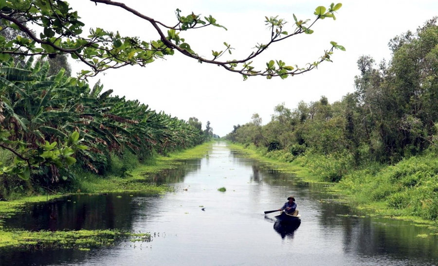 Hệ sinh thái rừng nhiệt đới ngập nước, đầm lầy than bùn quý hiềm còn lại ở Việt Nam 