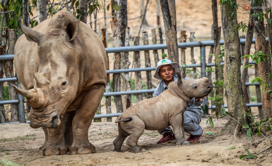 Vinpearl Safari trở thành công viên bảo tồn hiếm hoi trên thế giới đón nhận đến 3 tê giác trắng sơ sinh trong vòng 1 năm