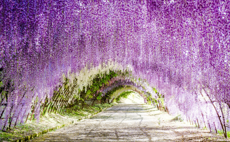 Wisteria-Flower-Tunnel-Japan