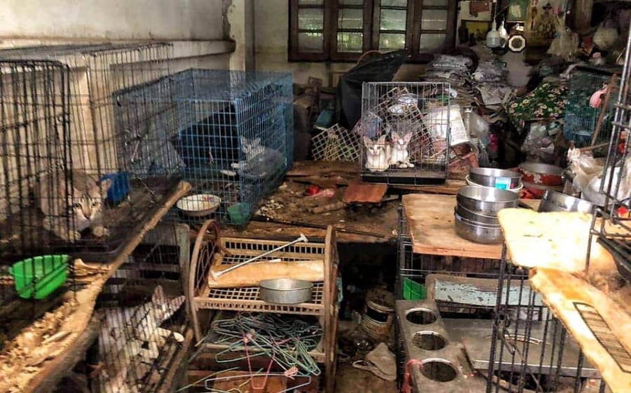 Những con mèo bị nhốt trong căn phòng bẩn thỉu, thiếu ánh sáng, đồ ăn và nước uống (ảnh: Saengduean Chailert).