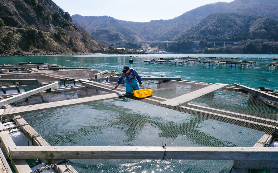 Obama-Fukui-Aquaculture-and-Heshiko-1