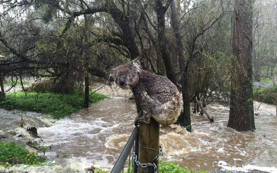 Mưa lớn đem lại niềm vui cho người dân Australia cùng nhiều loài động vật, nhưng cũng gây ngập lụt nghiêm trọng