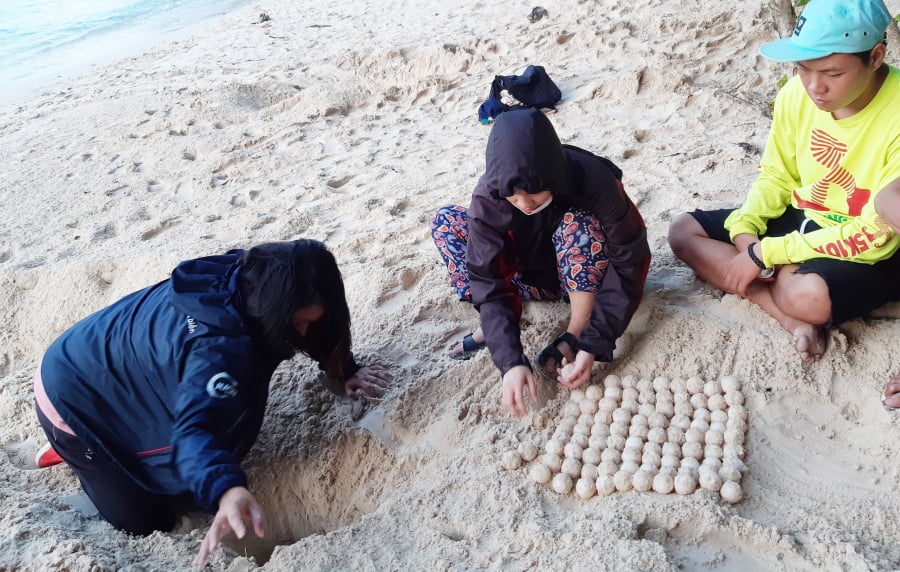 Du lịch sinh thái tham gia hỗ trợ rùa biển đẻ trứng tại Côn Đảo