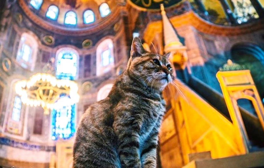 Chú mèo nổi tiếng ở Hagia Sophia từng chụp ảnh với tổng thống Mỹ Barack Obama