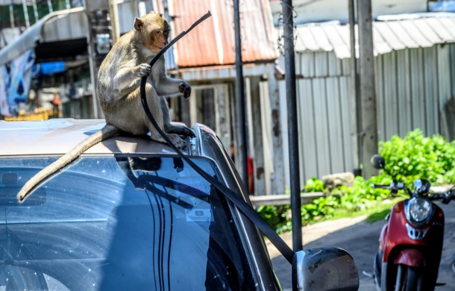 Khỉ giật đệm cao su ở cửa ô tô