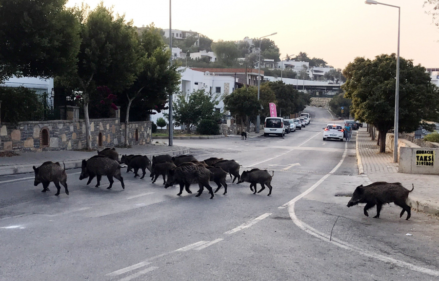 Lợn rừng làm chủ đường phố Barcelona