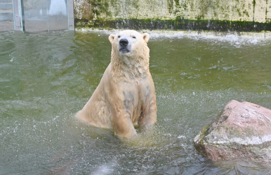 Mặc dù không rõ loài vật nào sẽ bị giết trước tiên, nhưng con gấu bắc cực tên Vitus - cao hơn 3 m - sẽ là con vật cuối cùng ra đi