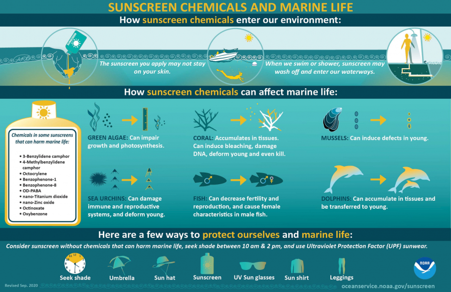 Kem chống nắng có thể chứa nhiều hoá chất có tác động độc hại đến san hô và các loài sinh vật biển - Ảnh: Internet