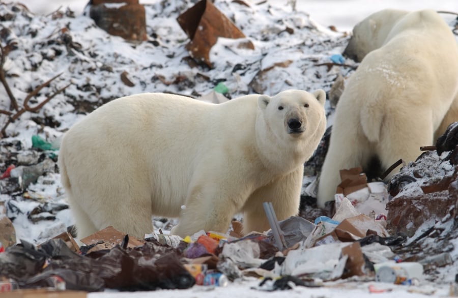 Gấu Bắc Cực tràn vào các thị trấn để bới rác kiếm ăn.