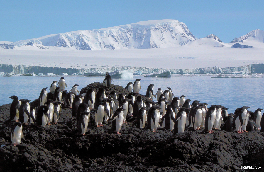 Cận cảnh loài chim cánh cụt Adelie ở Nam Cực.