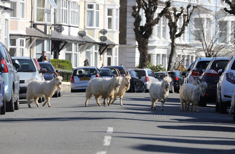 0_Wild-Mountain-Goats-have-decended-onto-the-deserted-streets-of-Llandudno-from-their-home-on-the-near