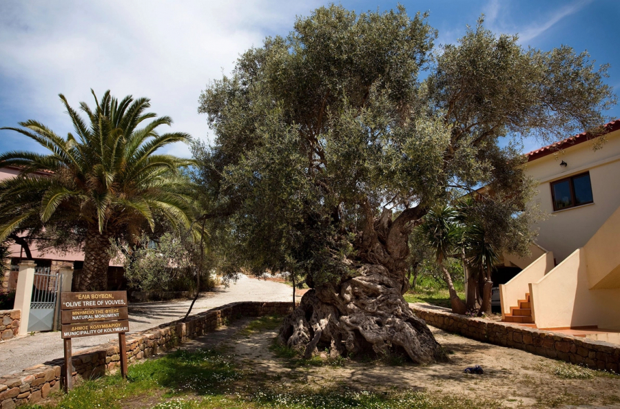 Cây ô-liu ở Vouves (Đảo Crete) có niên đại lên tới 2.000 năm, là một trong những cây lâu đời nhất thế giới. Gốc cây đã cung cấp ô-liu cho biết bao thế hệ người dân trên hòn đảo ở Địa Trung Hải này và được tôn vinh là một 