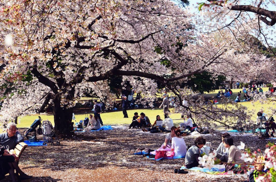 Người dân tụ tập ăn uống theo từng nhóm dưới gốc hoa anh đào trong công viên