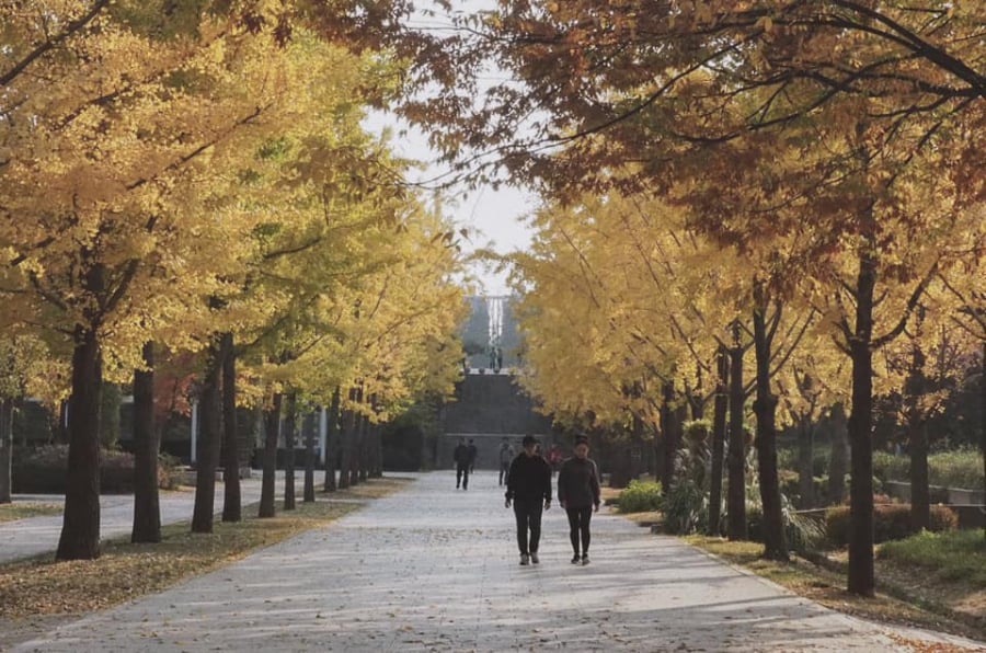 Sắc vàng của hàng ngân hạnh mang đến khung cảnh đẹp nhất trong năm cho Seoul 