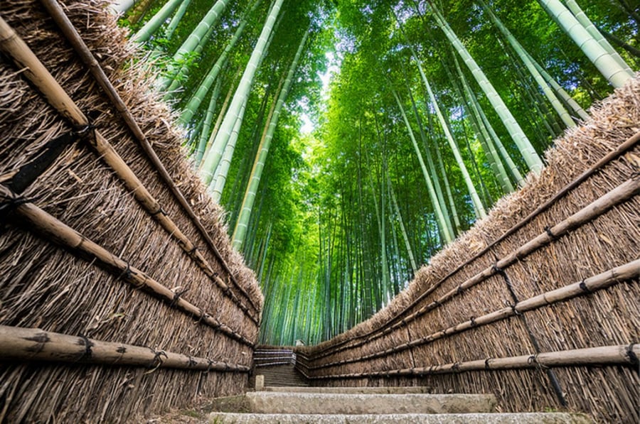 Rừng trúc Sagano thu hút cả du khách Nhật Bản và quốc tế đến Kyoto