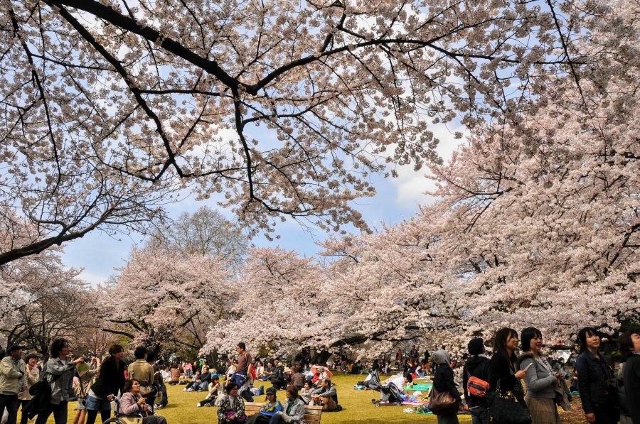 Lễ hội hoa anh đào tại Vườn Quốc gia Shinjuku Gyoen (Tokyo) vào tháng 4/2019 đã đón chào hơn 18.000 người tham dự, tăng 4.500 người so với 5 năm trước.
