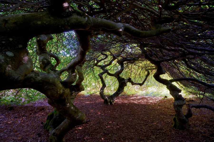 Rừng cây cử lùn ở Verzy (Pháp) có tán lá đan xen với nhau tạo thành một vòm cây che khuất ánh sáng mặt trời. Đây là nguồn cảm hứng để các tiểu thuyết gia thêu dệt nên những câu chuyện cổ tích về những rừng cây ác mộng u ám. (Ảnh: Hemis)