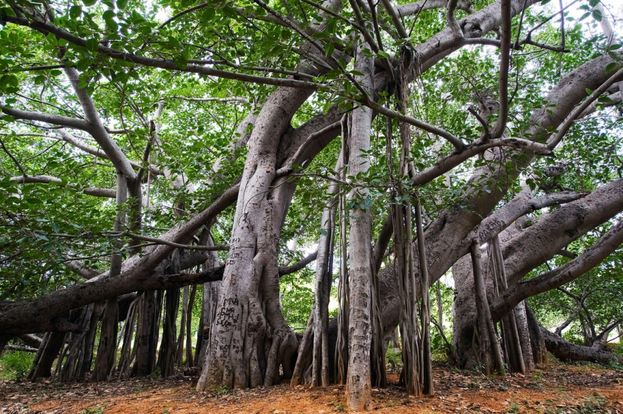 Sở hữu tán lá rộng hơn bất kỳ cây nào trên thế giới, cây đa Thimmamma Marrimanu ở Andhra Pradesh (Ấn Độ) có niên đại lên tới 500 năm tuổi. Đây là điểm đến quen thuộc của những người ưa du ngoạn vùng nôn thôn Ấn Độ. (Ảnh: Tim Gainey)